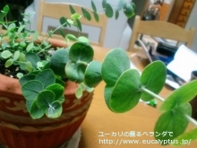 プルベルレンタ (Eucalyptus pulverulenta)