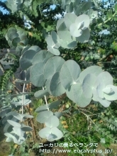 プルベルレンタ (Eucalyptus pulverulenta)