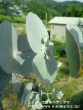 プルベルレンタ (Eucalyptus pulverulenta)