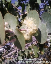 プルベルレンタ (Eucalyptus pulverulenta)