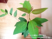 ロブスタ (Eucalyptus robusta)