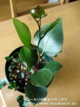 カエシア・マグナ (Eucalyptus caesia ssp. magna)