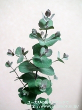 モリスビー (Eucalyptus morrisbyi)