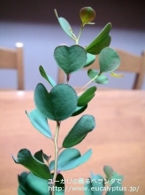 ディシペンス (Eucalyptus decipiens ssp. decipiens)